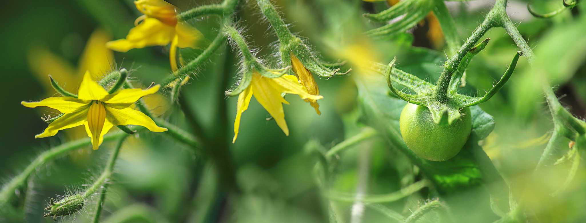 Floración en tomate