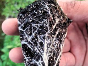Pelos absorbentes de una raíz de hortaliza.