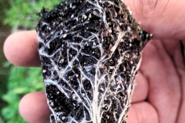 Pelos absorbentes de una raíz de hortaliza.