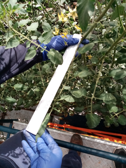 Monitoreo fenológico de hoja en el cultivo de tomate.